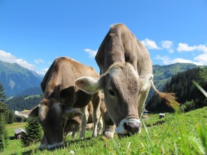 cows-cow-203460_960_720